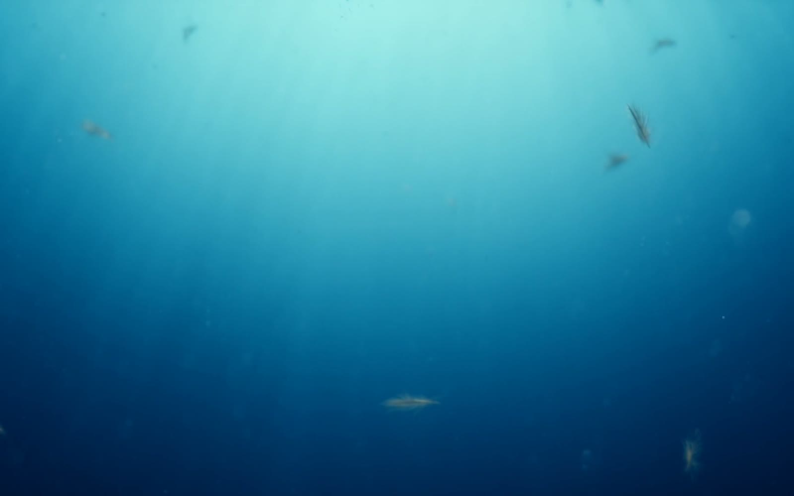 Feine Schwebeteilchen im Gegenlicht unter Wasser